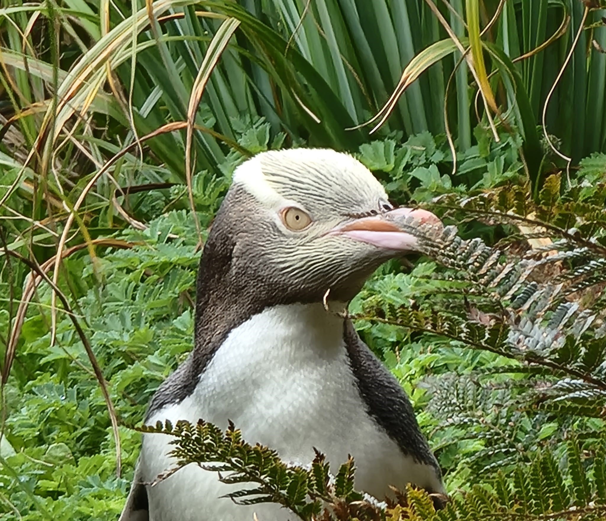 10 Facts About New Zealand Penguins | WWF-New Zealand